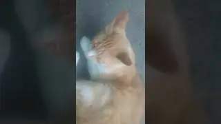 Хозяин Не Пускает Котика На Улицу #shorts
