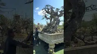 Riwieu vườn Duối ông anh.  Với những tác phẩm duối đời đầu.  Ae ạ. Kết nói Zalo 0362304880.  