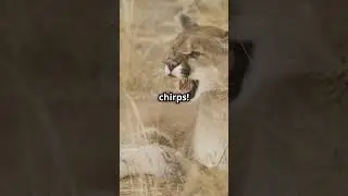 The Terrifying Truth About Mountain Lions