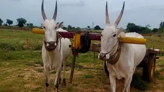 Hallikar Bulls pulling cart of farmer,, Not for sale