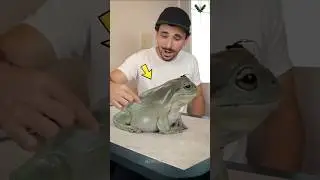 Meet Dumpy &ndash; The Giant Frog Who Became a YouTube Star!