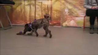 Tammy's Dog Training Trick Certificate