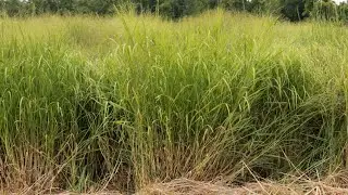 Native Warm Season Grasses and NO Fertilizer!