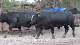 40 Angus, SimAngus - Bulls For Sale