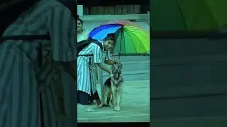 #germanshepherd