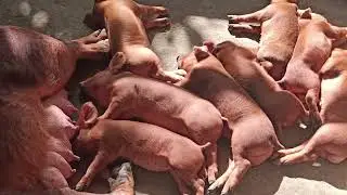 #Duruc piglet 30 days # Diganta pig Farm in Assam #