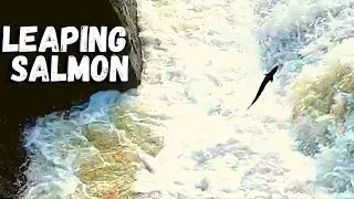 Leaping Salmon Upstream | Salmon Jumping | Scottish Salmon Leaping Up River