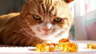 AI CAT ASMR #01 - satisfying sounds