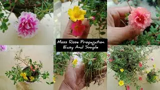 Как вырастить моховую розу (портулак) из черенков | Размножение портулака