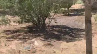 Rabbits, Ducks, squirrels, turtles, and more - Tonaquint Park - St. George, Utah