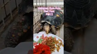Makanan Kura kura Red Food Part 2 #tortoise #turtle #redfoot