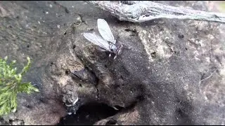 Муха оленья кровососка атакует.