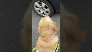 Nearly ran over&hellip; this is how my guide dog Molly saved me