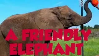 A FRIENDLY ELEPHANT