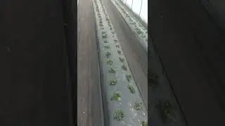 Сезон 2026 клубники 🍓 и все о новых теплицах на 4ряда 🔥