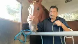 HORSE TRAINING 