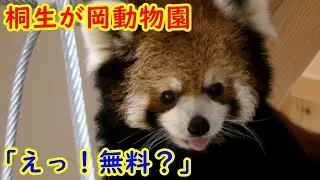 無料で「レッサーパンダ」が見られるなんて　桐生が岡動物園　２０２３年７月８日 4K