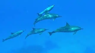 Dolphin House Reef - Sha'ab Samadai 20 Agosto 2024 - Marsa Nakari Village - Red Sea Diving Safari