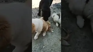 dog and baby dog joking a cat #funny