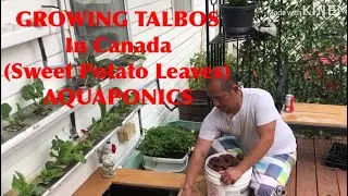 SWEET POTATO LEAVES (TALBOS - AQUAPONICS)