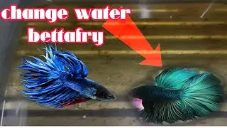 Change water ng bettafry#bettafish 