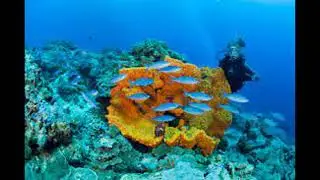 Environmental Law/Policy-PNG Offshore  Mining Policy