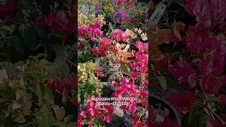 bouagainvillea plant sale all varietys with I'd #bougainvillea #shorts #garden