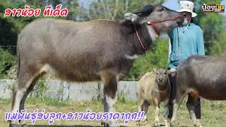 (29/01/69)แบ่งปันสาวน้อยอนาคตไกล+แม่พันธุ์ส่งลูกถูกสุดๆ คอกน้องบีม☎️082-679-1523