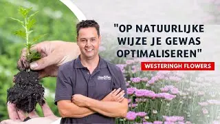 Weerbaar telen in Chrysant bij Westeringh Flowers | Wortelknobbelaal onder controle met CropTimize