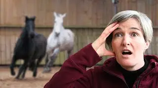 Les 7 plus grosses erreurs que j’ai faites avec mes chevaux