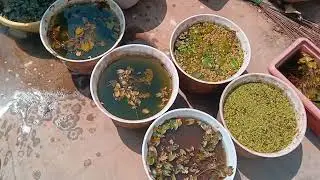Water lilies, Water Plants and Lotus Collection of Mr. Manoj Kumar Mittal Part 3