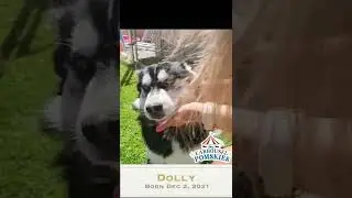 Dolly the beautiful pomsky puppy is almost 7 months old with double blue eyes and a full husky mask!