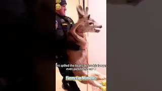 Funny cop moments🤣🤣 #foryou #funny #cops #police #funnyanimals #funnycops