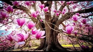 Spring Awakening 🌿 Peaceful Piano Music for Renewal, Relaxation & Inner Calm