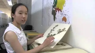 New York Botanical Gardens - Internship