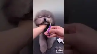 doglay
