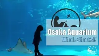 Osaka Kaiyukan Aquarium - See Huge Whale Sharks | Osaka for Kids [4K]