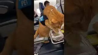 That mid-flight &lsquo;Chicken or beef?&rsquo; wake-up unexpected travel hacks #travel #airplane #tips