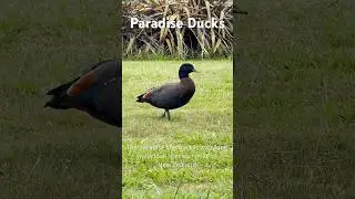 paradise shelducks, also known as pūtangitangi, are native to New Zealand.
