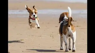 Funny And Cute Beagle Puppies Compilation #2 - Cutest Beagle Puppy