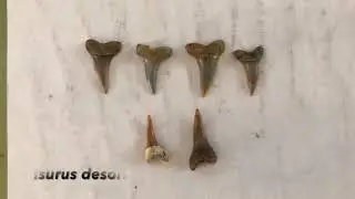 Fossil Fridays Episode 20: Amazing Mako Sharks