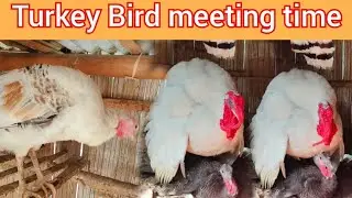 Turkey Bird meeting time | Turkey Bird farming | Turkey chicken farming | Desi Chicken farming