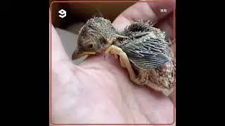 This rescue birb is I obessed with hot bath I 9gagcute