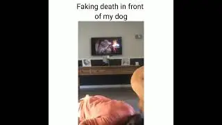 Pretending to die in front of your dog #shorts