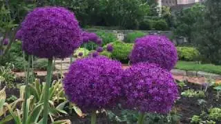The Bishop's Garden   Then and Now