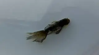 DSCF8415