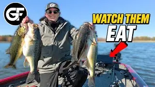 Вылов 21 фунта техасского окуня | Get Fish Marine Edge 19