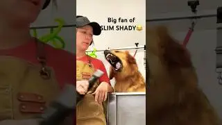 SLIM SHADY FAN GOLDIE😂 #petviral #goldenretriever #slimshady #funnyshorts