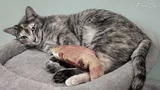 Meow and Hello ‑ My Name is Bongo