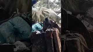 Hungry crow call